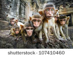 Monkeys-pixabay.com