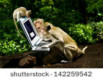 Monkeys-pixabay.com